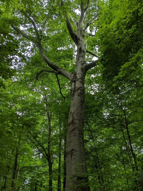 Amerikanische Buche (Fagus grandifolia)