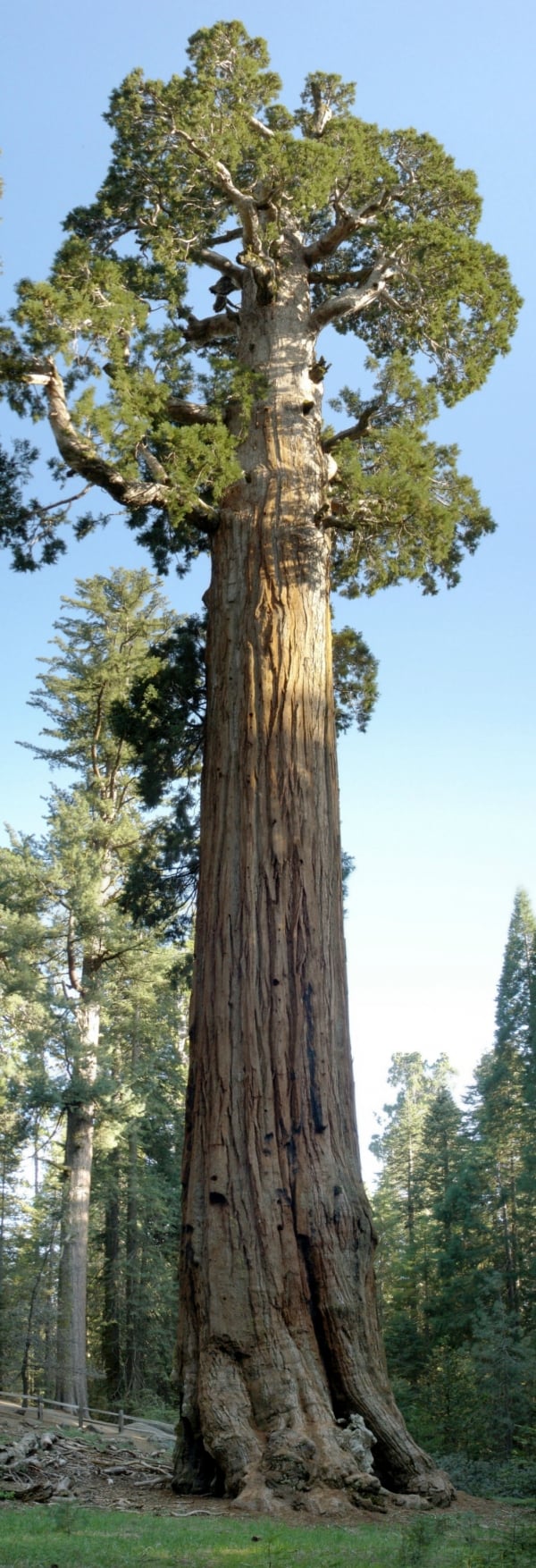 Berg-Mammutbaum (Sequoiadendron giganteum)