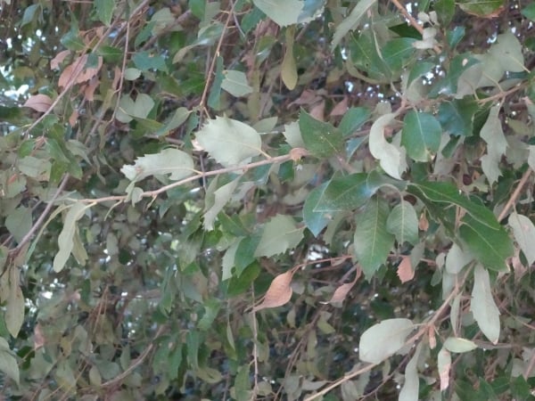Canyon-Eiche (Quercus chrysolepis)