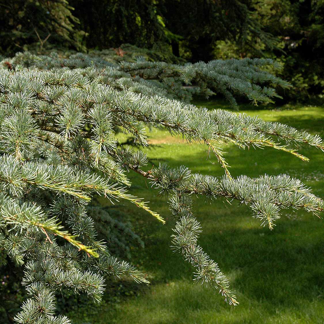 Libanon-Zeder (Cedrus libani)