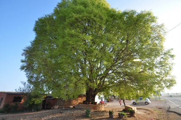 Europäischer Zürgelbaum (Celtis australis)