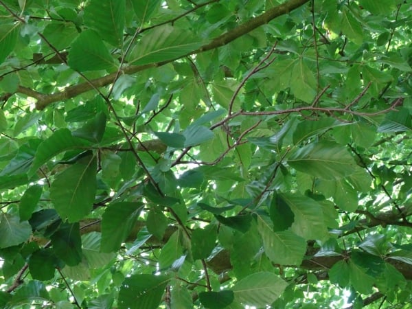 Amerikanische Buche (Fagus grandifolia)