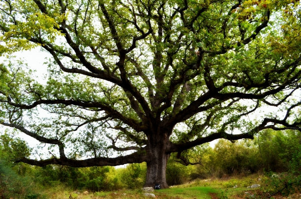 Flaum-Eiche (Quercus pubescens)