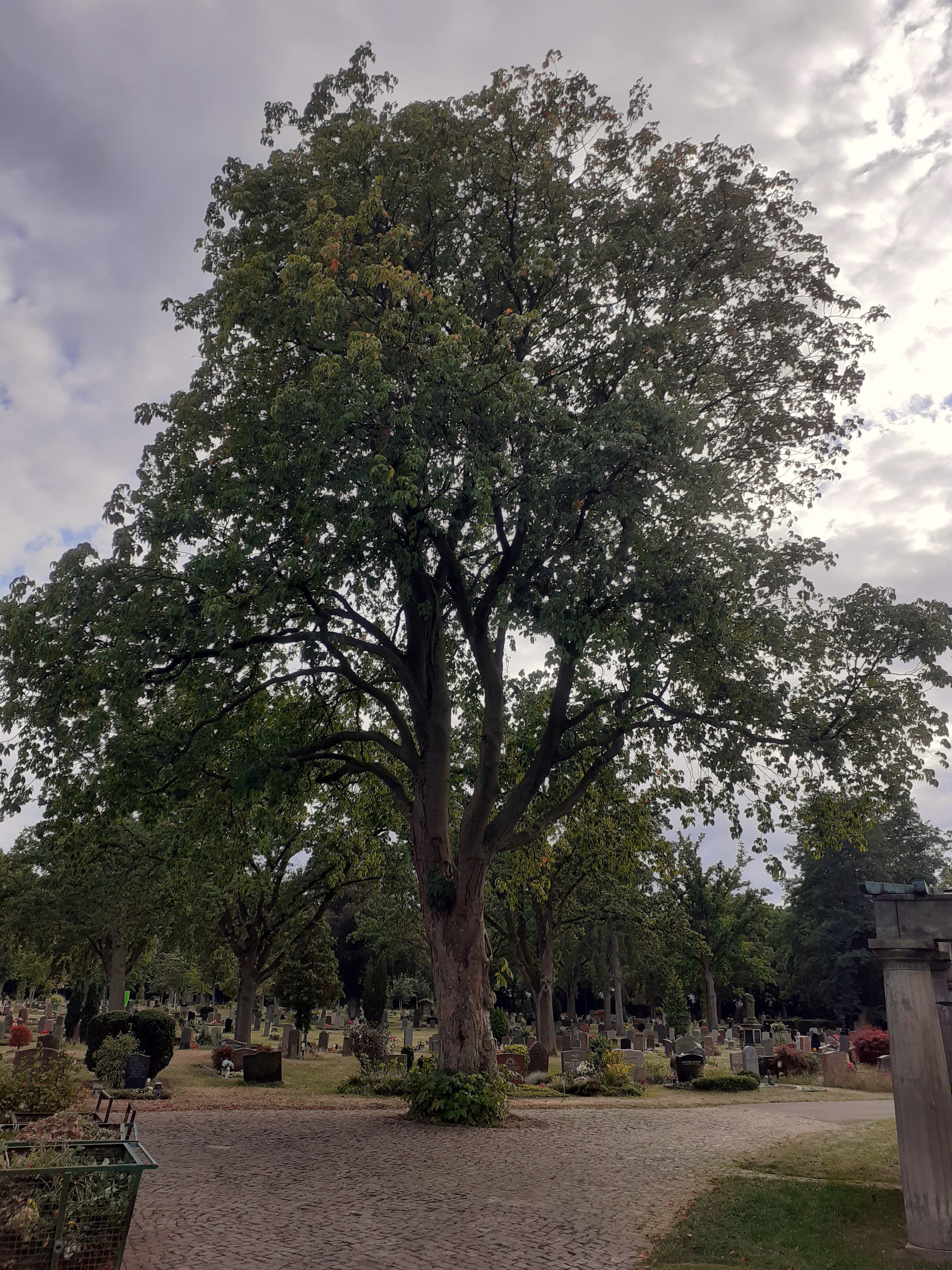 Gelbblühende Rosskastanie (Aesculus octandra)