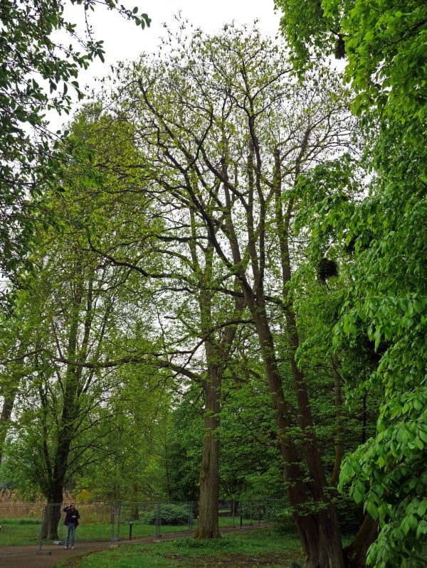 Buard-Nuss (Juglans bixbyi)