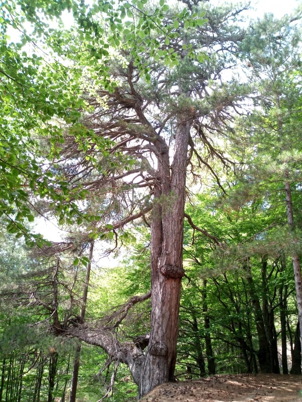 Kalabrische Schwarzkiefer (Pinus nigra calabrica)
