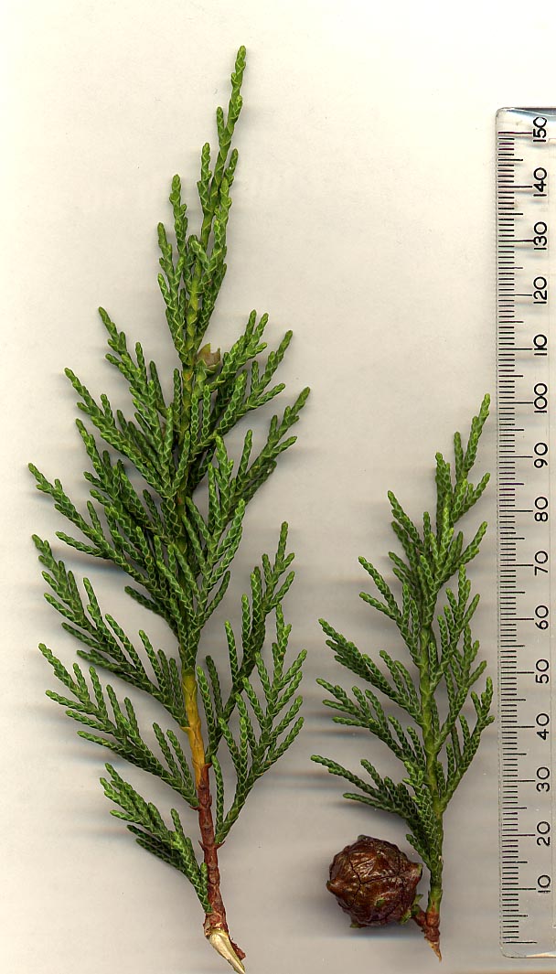 Leyland-Zypresse (Cupressocyparis leylandii)