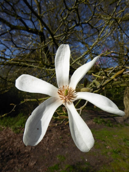 Kobushi-Magnolie (Magnolia kobus)