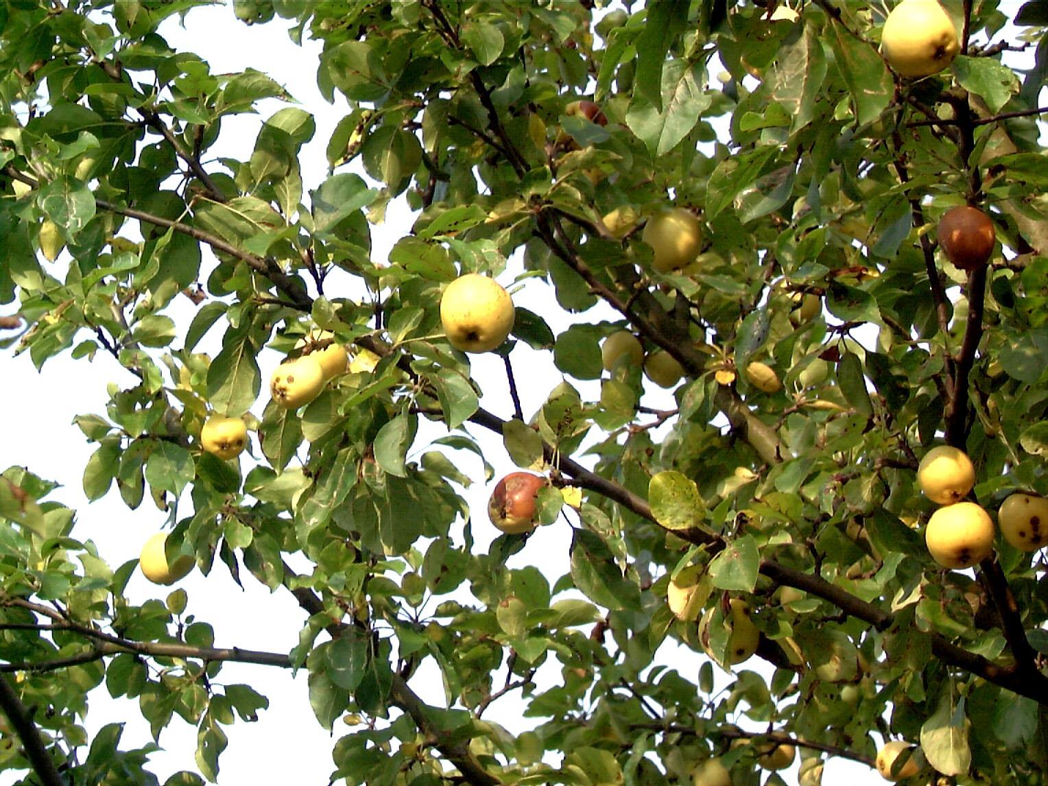 Holzapfel (Malus sylvestris)