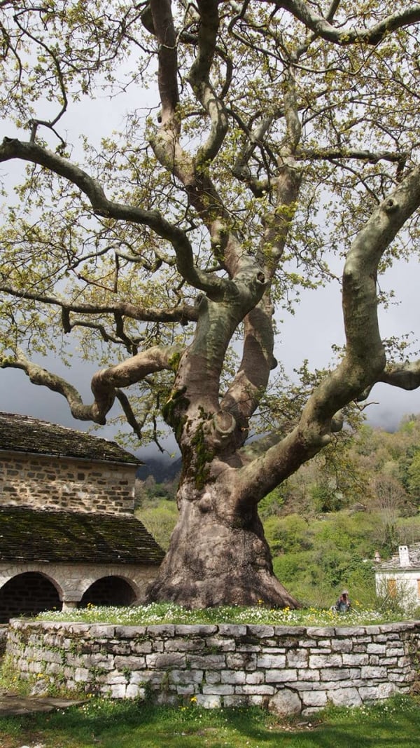 Morgenländische Platane (Platanus orientalis)