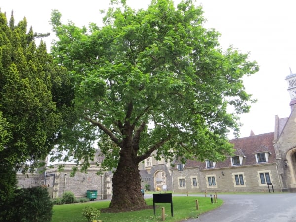 Morgenländische Platane (Platanus orientalis)