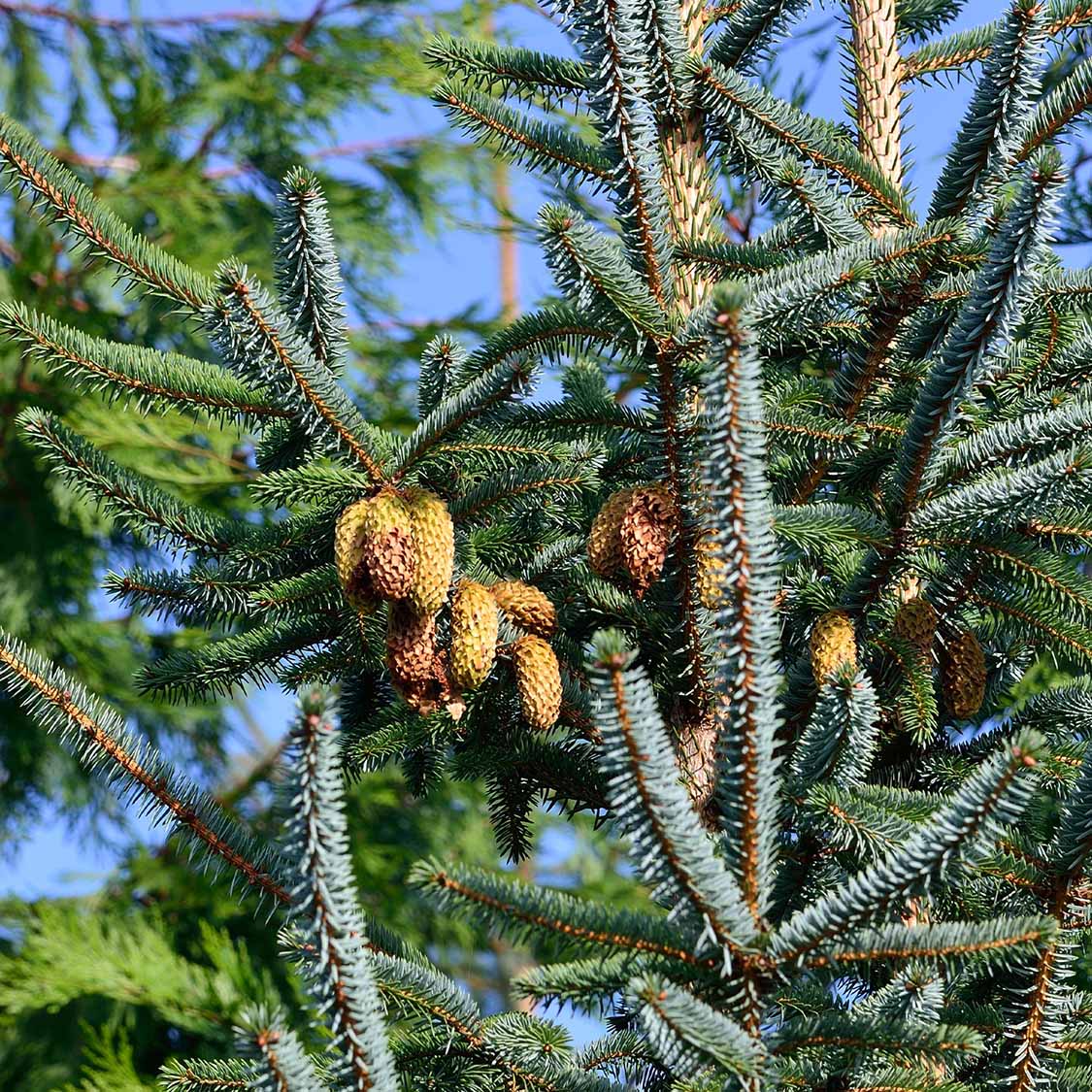 Sitka-Fichte (Picea sitchensis)