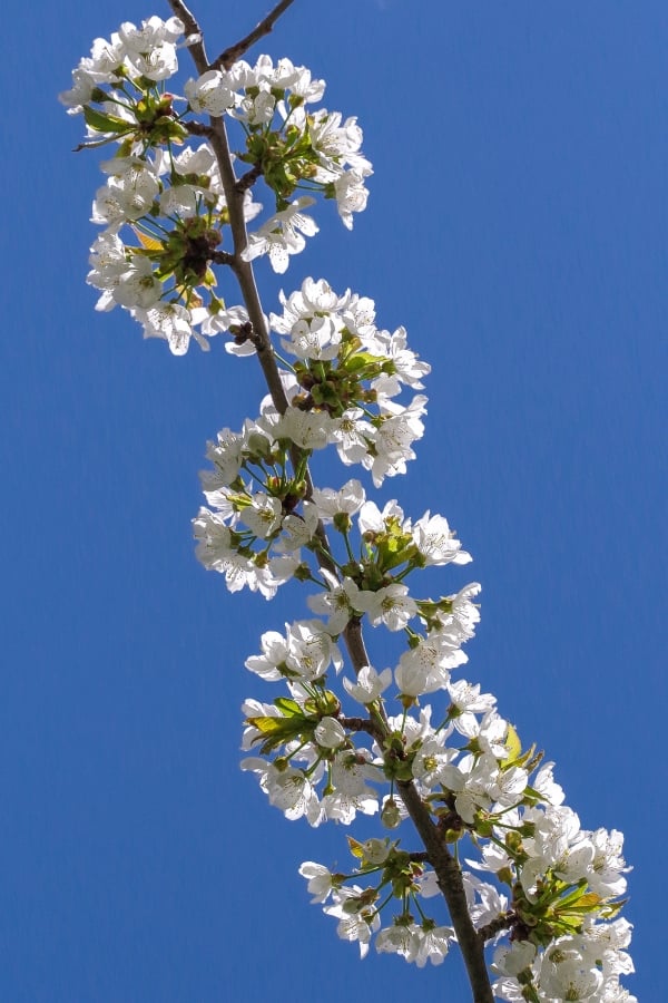 Wildkirsche (Prunus avium)