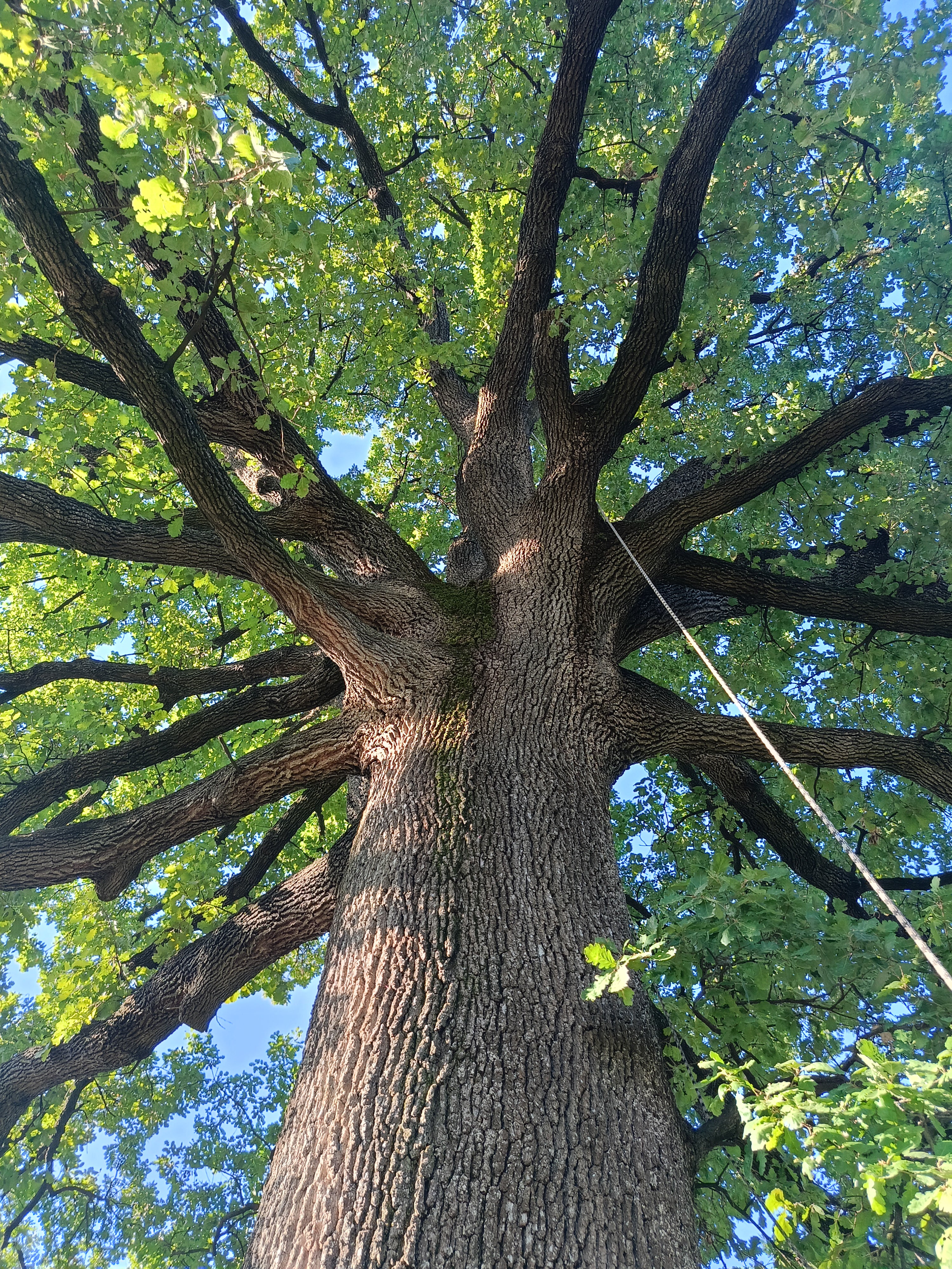Flaum-Eiche (Quercus pubescens)