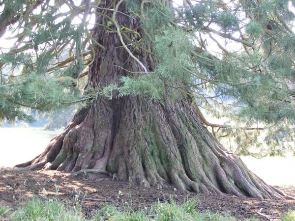 Berg-Mammutbaum (Sequoiadendron giganteum)