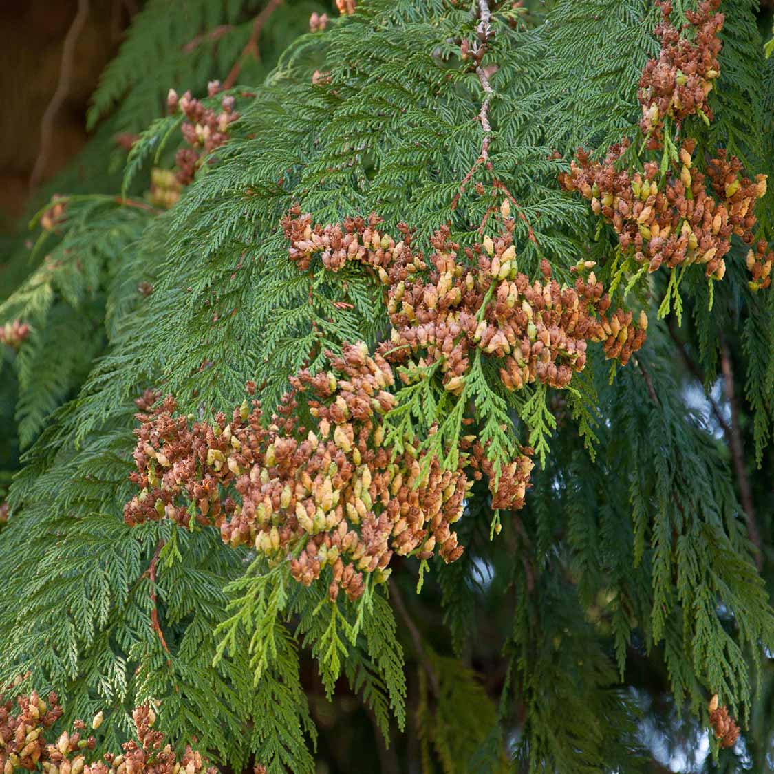 thuja zapfen Riesen-Lebensbaum (Thuja plicata)