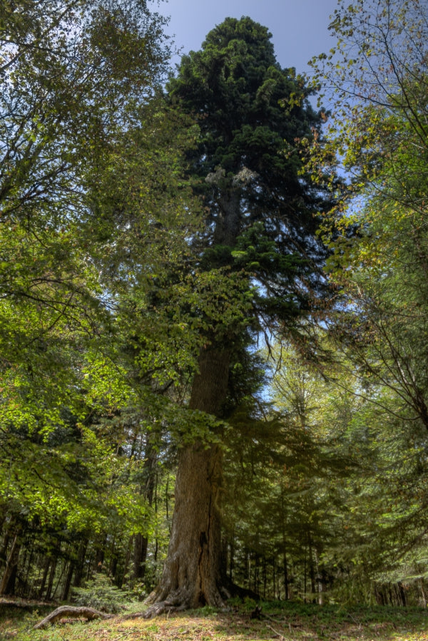 Kalabrische Weißtanne (Abies alba)